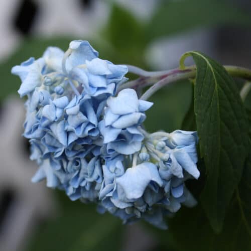 Blue hydrangea flower wilting