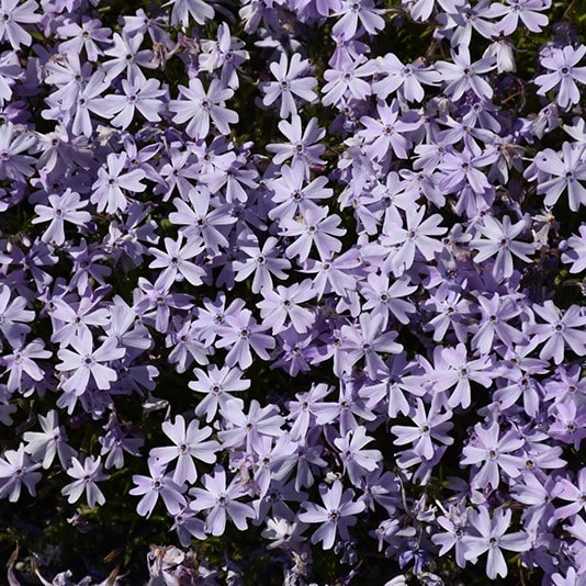 'Blue Emerald' Creeping Phlox - Image 2