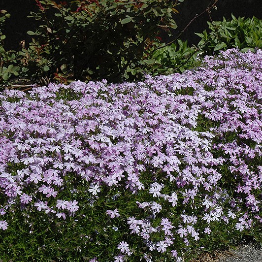 'Blue Emerald' Creeping Phlox