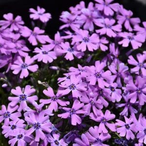'Purple Beauty' Creeping Phlox