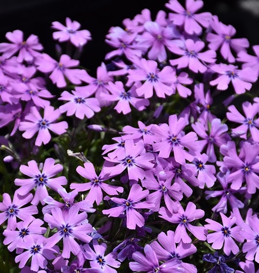 'Purple Beauty' Creeping Phlox