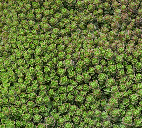 'Dragon's Blood' Sedum 03FLAT - Image 2