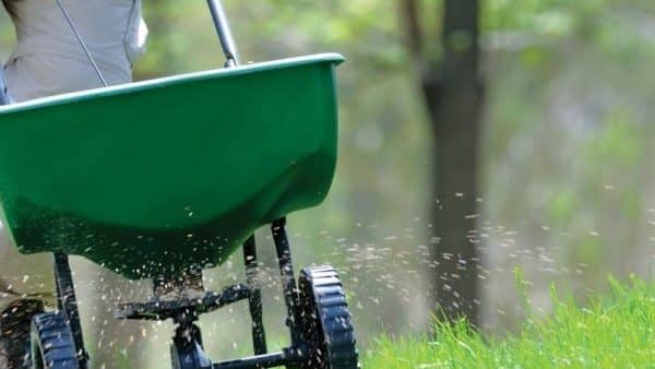 Man spreading fertilizer around the lawn. 