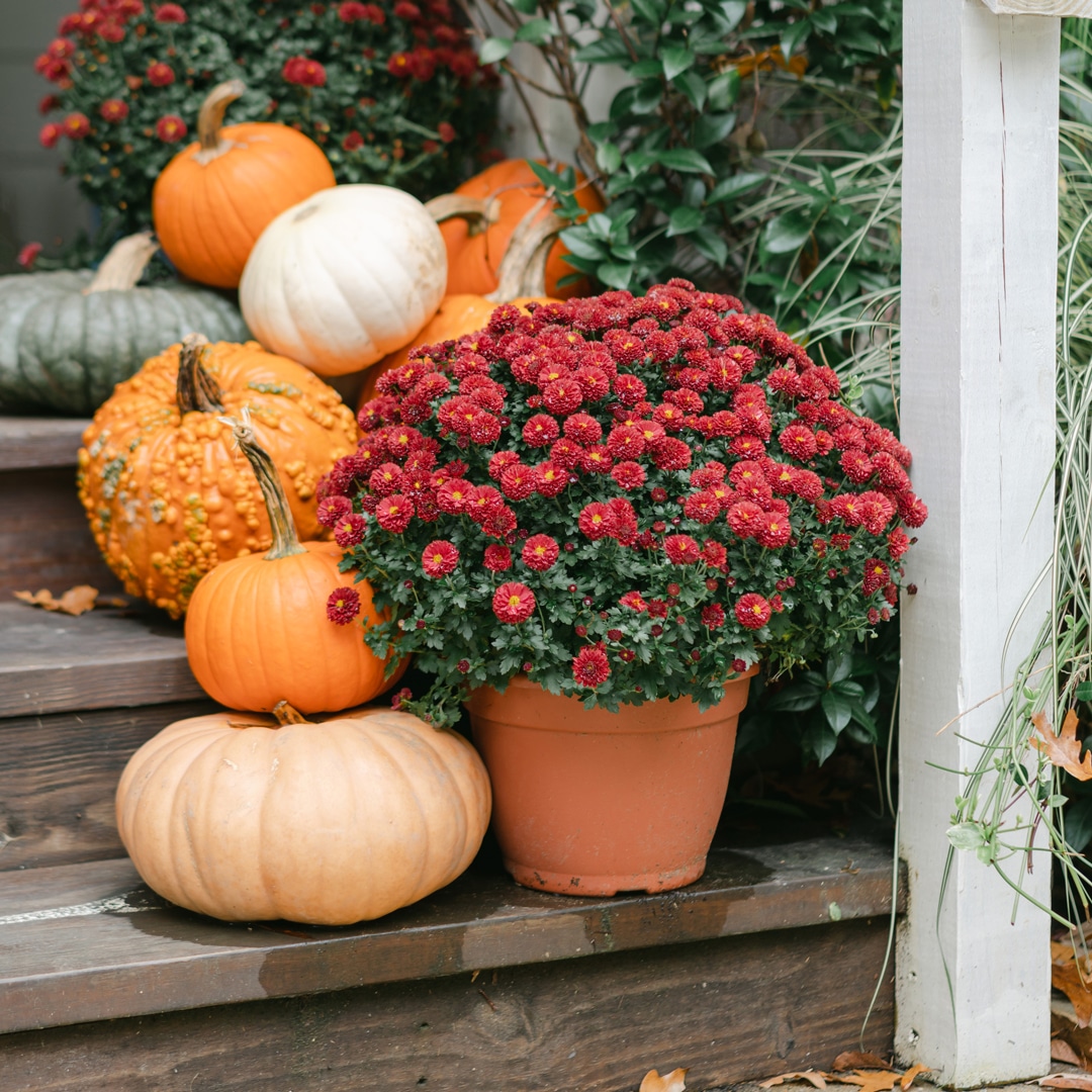 Fall Decor