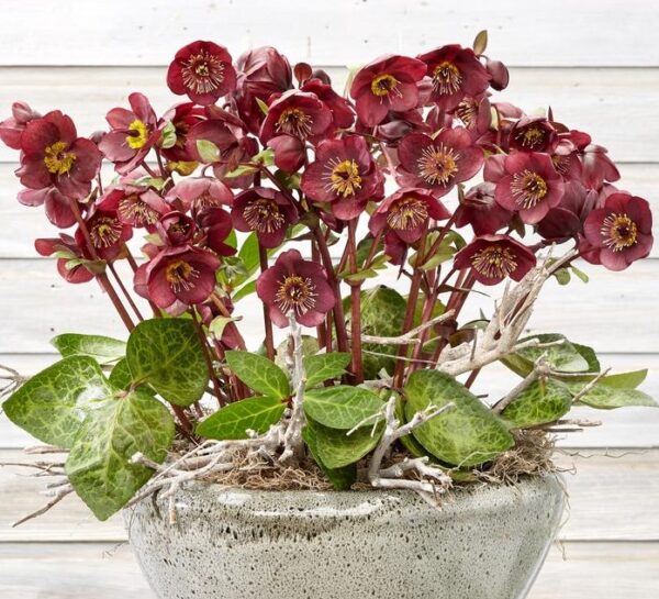 'Vibey Velvet' Lenten Rose