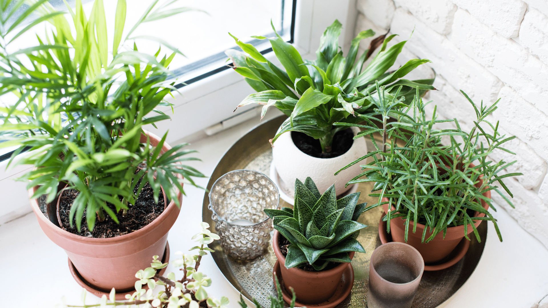 Indoor plants