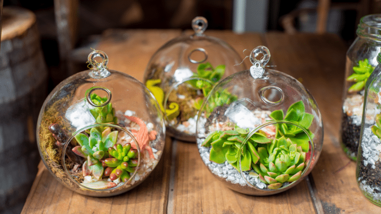 Terrarium