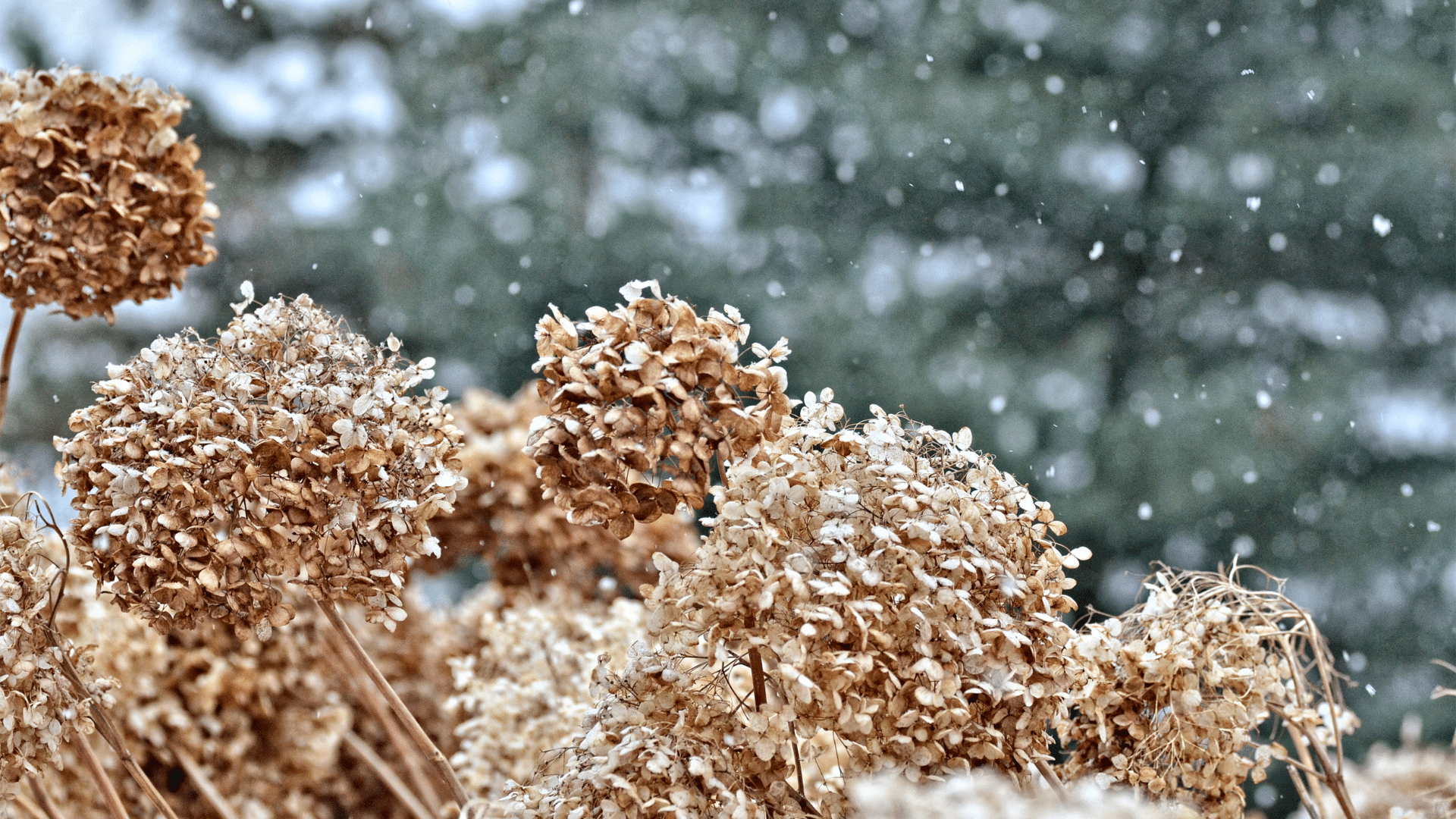 Winter perennial garden