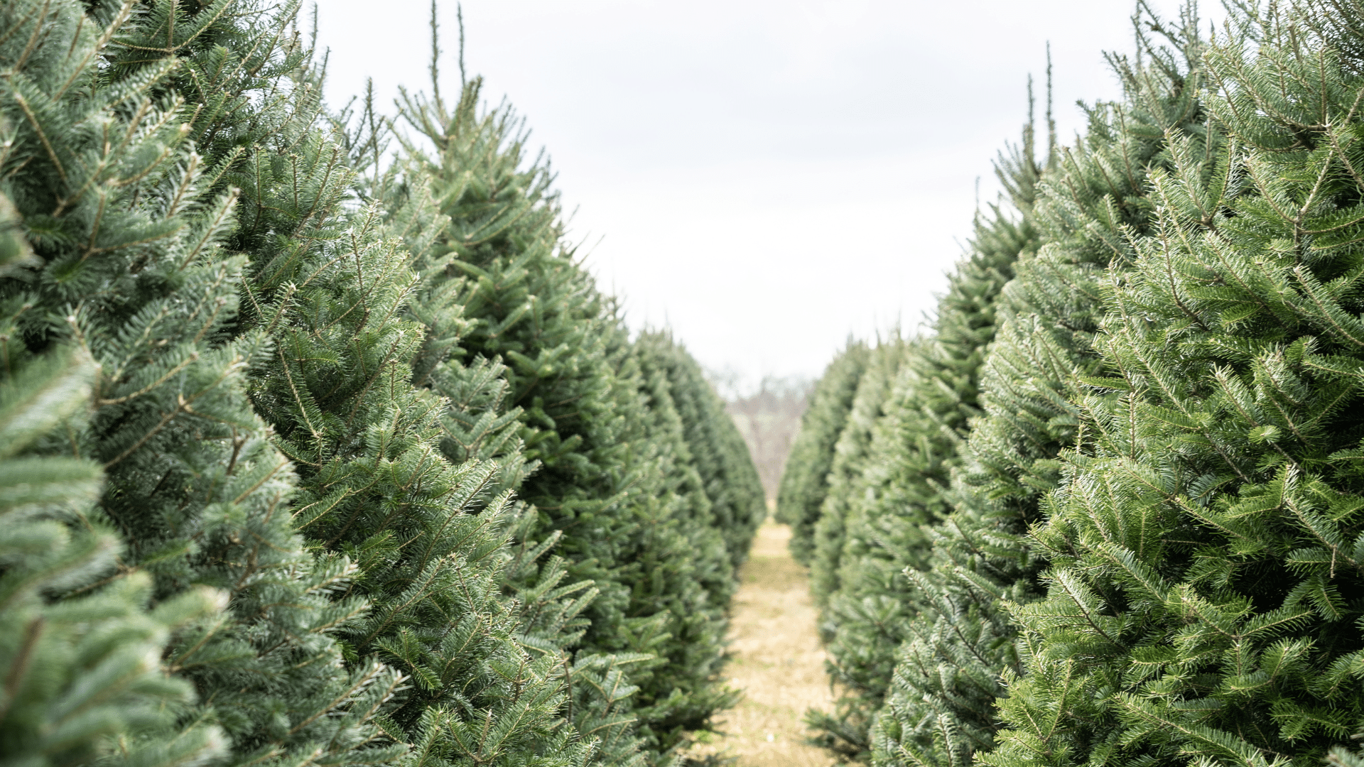 Fresh Christmas Tree selection