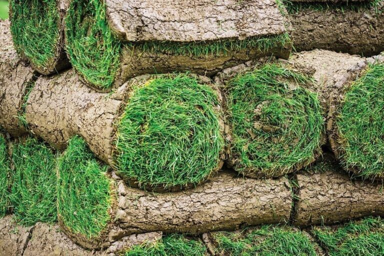 Sod rolls