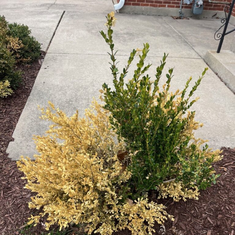 Boxwood shrub showing winter damage 