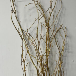 EXT-Branch, Birch, Painted, Gold, 36-48"