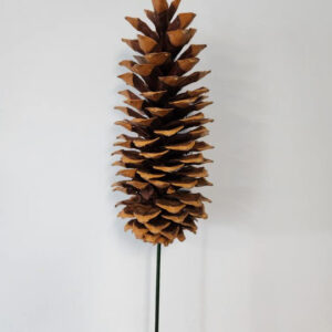 EXT-Accent, Pinecone, Sugar, Natural, ea