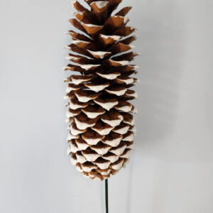 EXT-Accent, Pinecone, Sugar, White Tip, ea