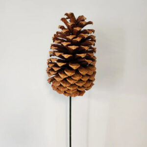 EXT-Accent, Pinecone, Jeffrey, Natural, ea