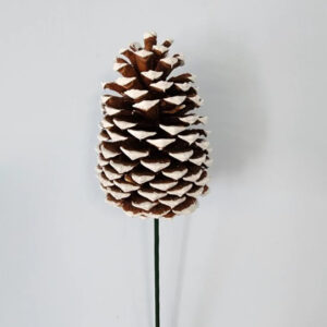 EXT-Accent, Pinecone, Jeffrey, Wht Tip, ea