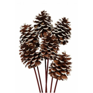 EXT-Accent, Pinecone, White Tip