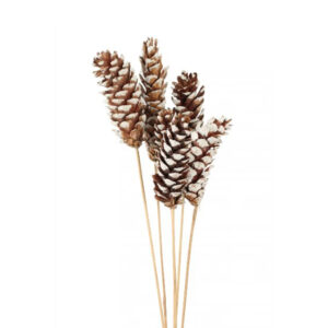 EXT-Accent, Pinecone, Strobus, Wt Tip, 6pc