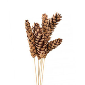 EXT-Accent, Pinecone, Strobus, Nat, 6pc