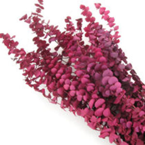 EXT-Branch, Eucalyptus, Preserved Merlot
