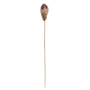 EXT-Accent, Mahogany Pods