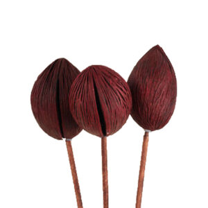 EXT-Accent, Mintolla Ball, Merlot